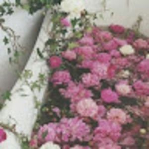 Meet your Posher, Patricia